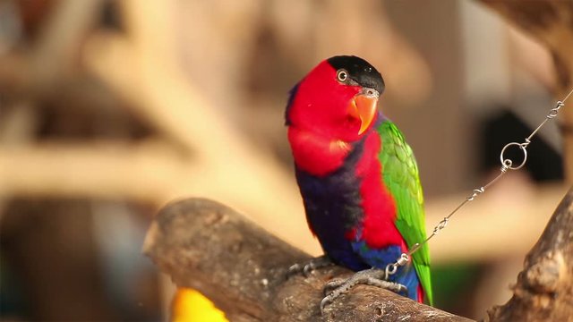 Black-capped lory, Scientific name "Lorius lory" parrot bird