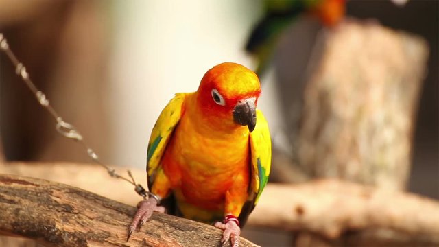 Colorful Sun Conure bird "Aratinga solstitialis"