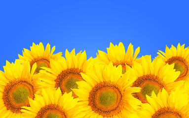 Sunflower background. Sunflower flowers over blue background.