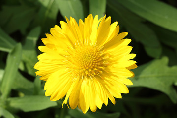 background of yellow flowers