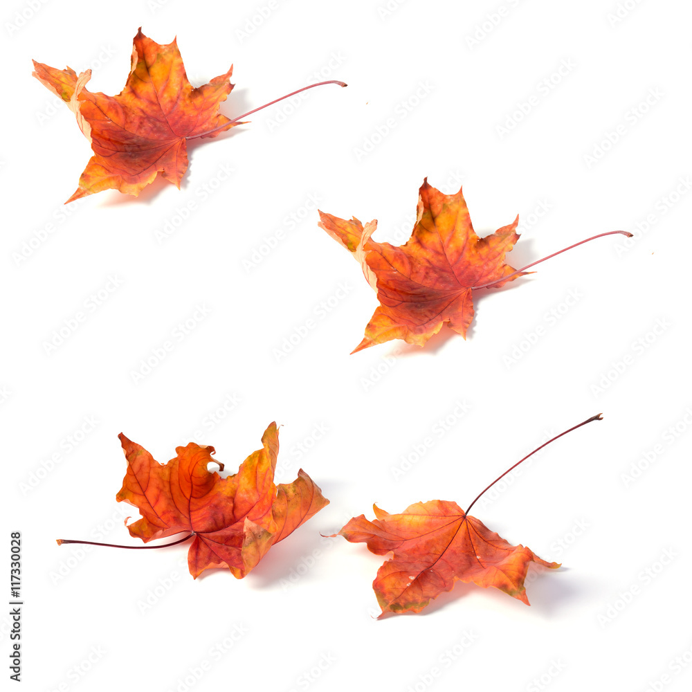 Canvas Prints seamless pattern maple leaf yellow red autumn