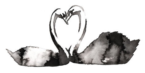 black and white monochrome painting with water and ink draw swan bird illustration © Turaev