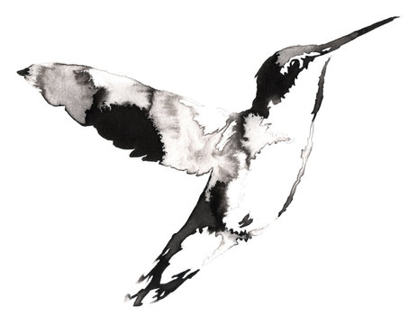 black and white monochrome painting with water and ink draw hummingbird illustration
