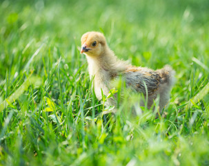 Little chicken in the grass