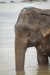 Fototapeta na wymiar Asian elephant bathing and washing in the water. Close up portrait