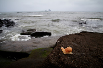 바닷가 바위 위 달팽이