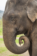 Asian elephant close up profile portrait, with wrapped trunk