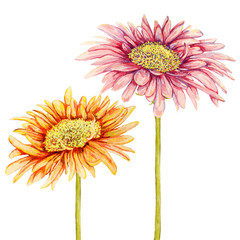 Watercolor gerbera flowers. Hand drawn illustration