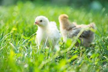 Two chicken in the grass