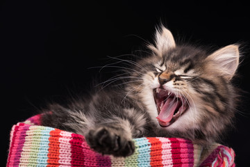 Cute siberian kitten