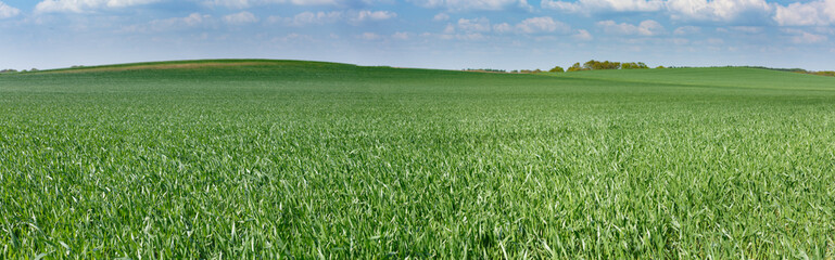 Green field panorama