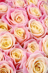 Pink roses background