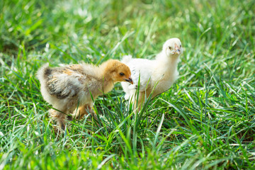 Two chicken in the grass