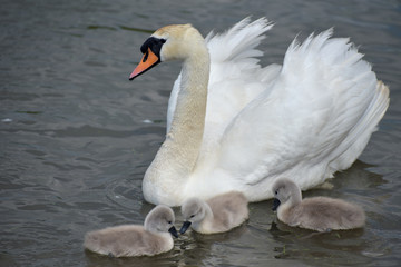 Adult swan swimming with cygnets, Abbotsbury Swannery, Dorset