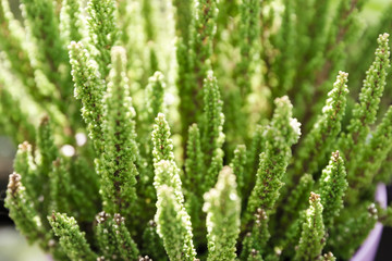 Outdoor decor with Heather plants in pot