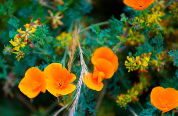 Fototapeta na wymiar California Poppy Flowers