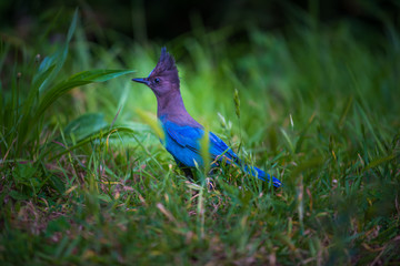 Steller's Jay Cyanocitta stelleri 
Pacific coast form