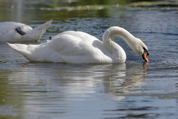Mute Swan, cygnus olor