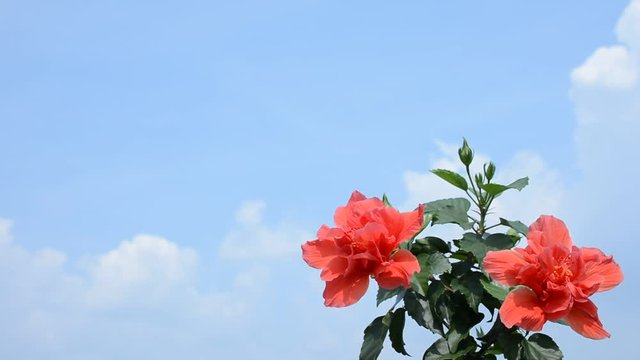 風に揺れるハイビスカスの花
