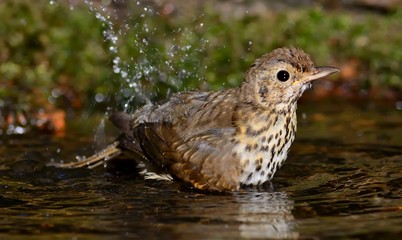 Song Thrush (Turdus philomelos) in a waterhole in the forest