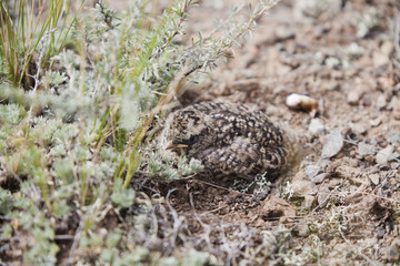 bird chick mimic environment