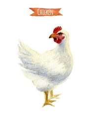 Chicken isolated, watercolor illustration