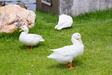 White ducks on the green grass field