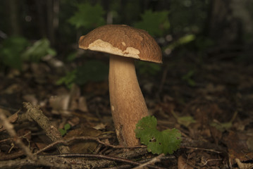 Boletus edulis in the forest. Edible mushroom