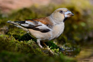 Drinking Hawfinch (Coccothraustes coccothraustes)