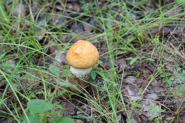 One small porcini in a summer forest 20057