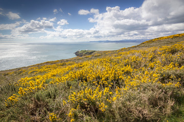 les falaises de Howth