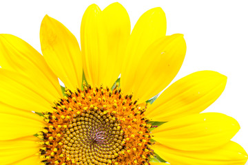 sunflowers on a white background