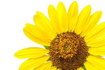 sunflowers on a white background
