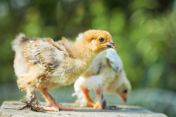 Two chicken in the grass