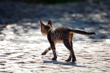Fototapeta na wymiar Walking kitten on the street
