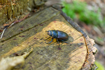 Females of the stag in the woods close to the stump.