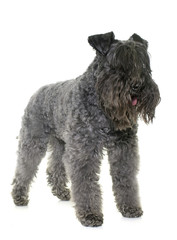 kerry blue terrier