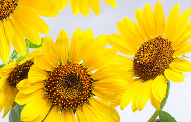 Naklejka premium sunflowers on a white background