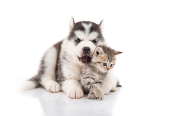 Cute siberian husky puppy cuddling cute kitten