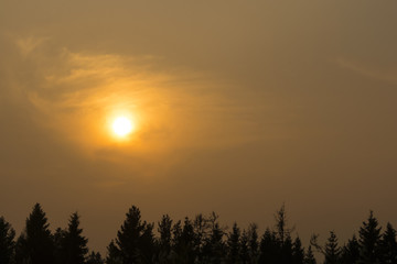 Obraz premium Sunset over spruce forest