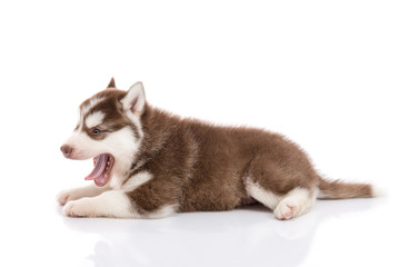siberian husky puppy lying and looking on white background