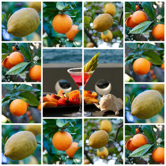 Aperitivo al mare con agrumi - Arance e Limoni