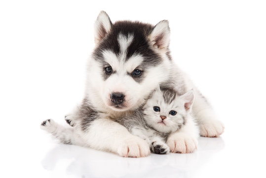 Cute siberian husky puppy cuddling cute kitten