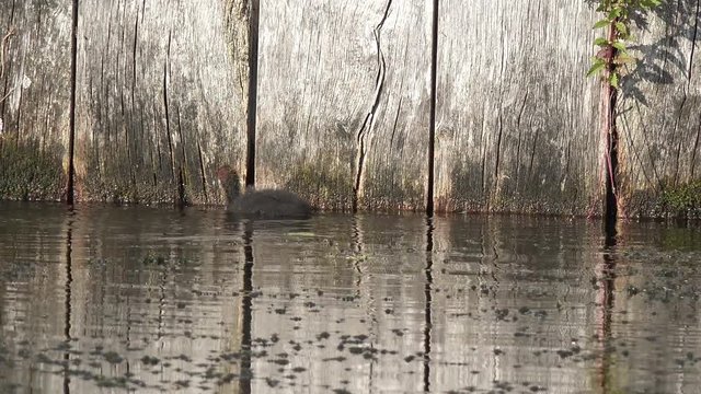 coot and fledgling  swimming on the lake 