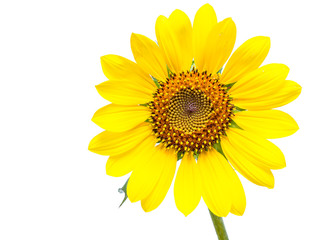 sunflowers on a white background
