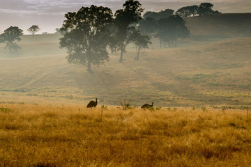 Wild Emu's in a field
