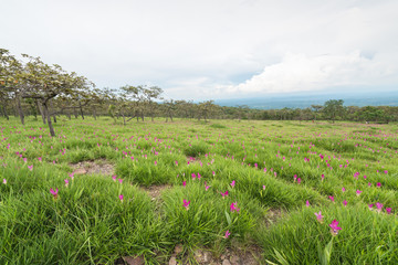 Wild siam tulips blooming field