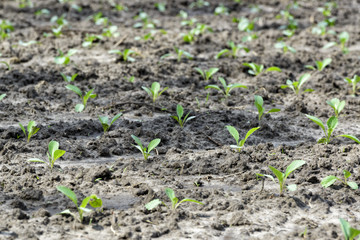 Young cabbage field