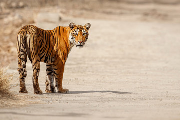 Fototapeta na wymiar Tiger female on the road/wild animal in the nature habitat/India, what a look, close up