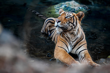 Fototapeta na wymiar Tiger male in the watter/wild animal in the nature habitat/India, big cats, endangered animals, what a look, close up